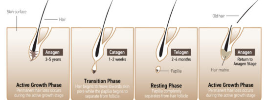 catagen-1024x486 catagen-1024x486